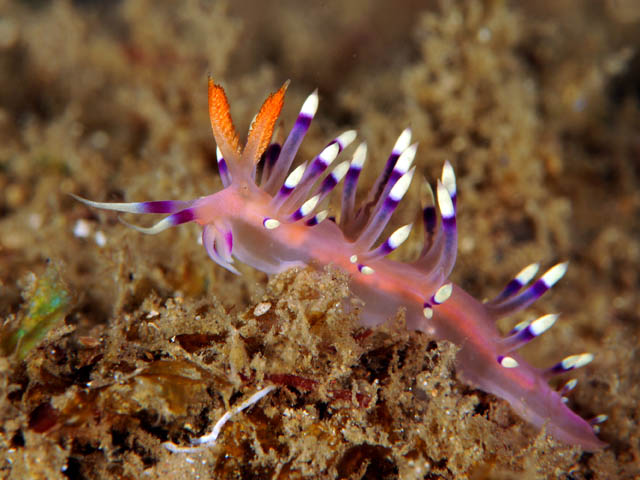 44 Flabellina exptata.jpg